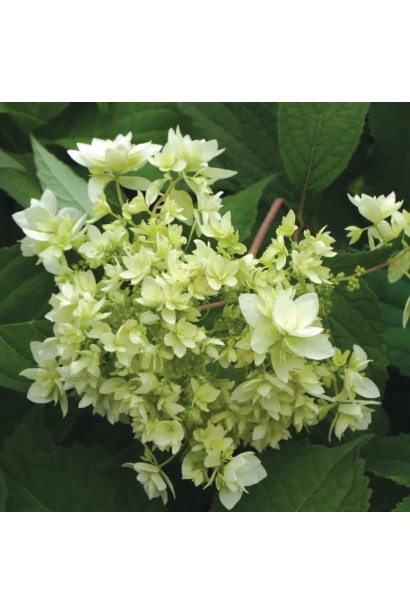 Квітки гортензія деревовидна ’Хайєс Старберст’: Дрібні, махрові, чисто-білі, зібрані у щільні кулясті суцвіття діаметром 20–25 см